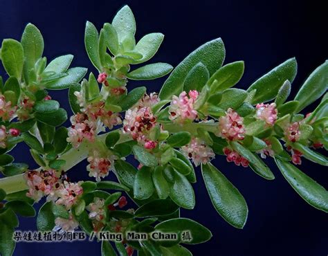 小葉冷水花種植|冷水花屬(Pilea Lindl)成員眾多,園藝品種葉形,葉色均有。